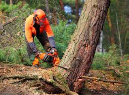Best Stump Grinding and Removal  in Mart, TX